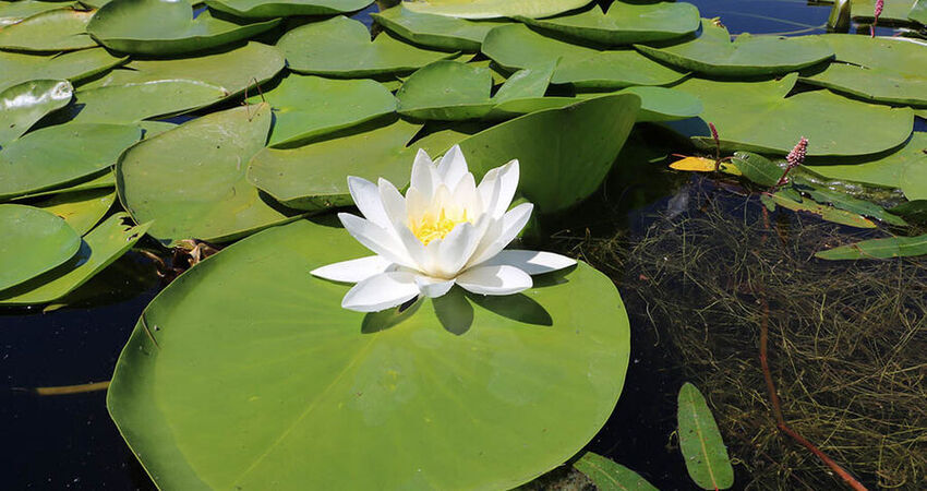 Işıklı Göl - Lavanta Bahçeleri - Salda Gölü Turu