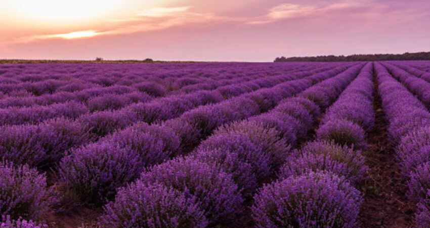 Işıklı Göl - Lavanta Bahçeleri - Salda Gölü Turu