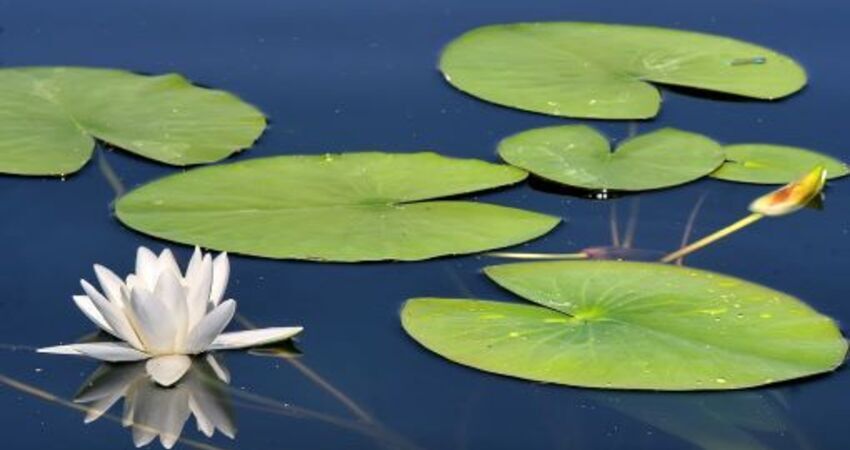 Işıklı Göl - Lavanta Bahçeleri - Salda Gölü Turu