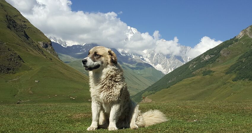 Kafkaslara Yolculuk / Svaneti - Mestia-Ushguli / Doğa,Kültür,Fotoğraf ve Treking Turu 