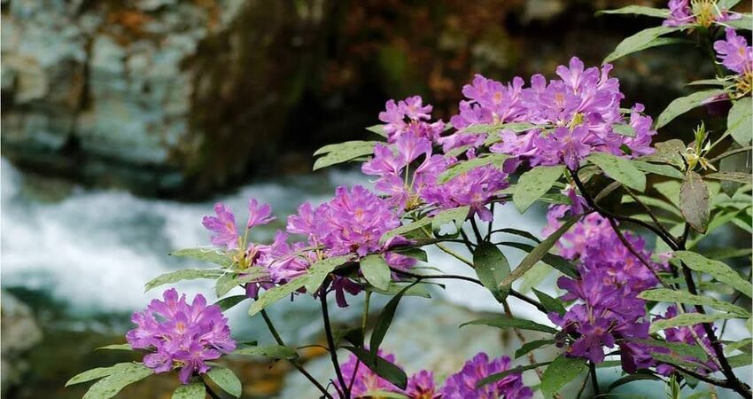 Kaçkar Dağları  Laz Yaylaları/ Doğa-Fotoğraf- Trekking Turu 