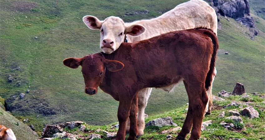 Kaçkar Dağları  Laz Yaylaları/ Doğa-Fotoğraf- Trekking Turu 