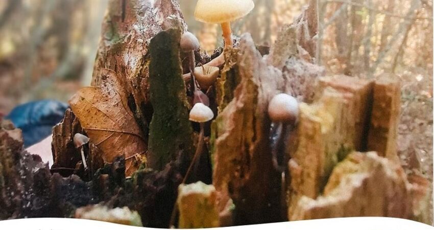 Kazdağları Sonbahar Keşfi 