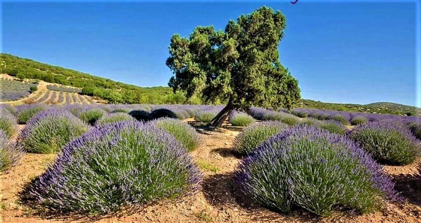 Göller Bölgesi / Gül Hasadı