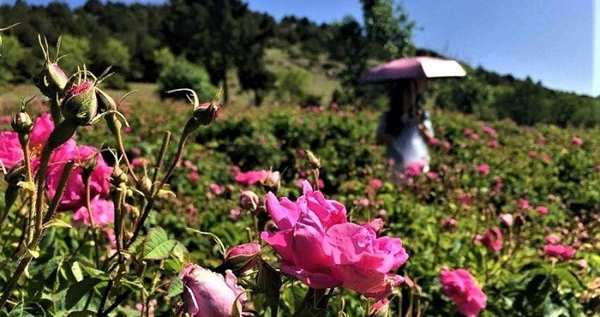 Göller Bölgesi / Gül Hasadı