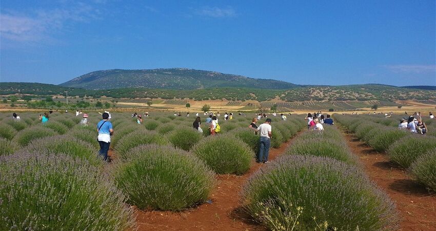 Göller Bölgesi / Gül Hasadı
