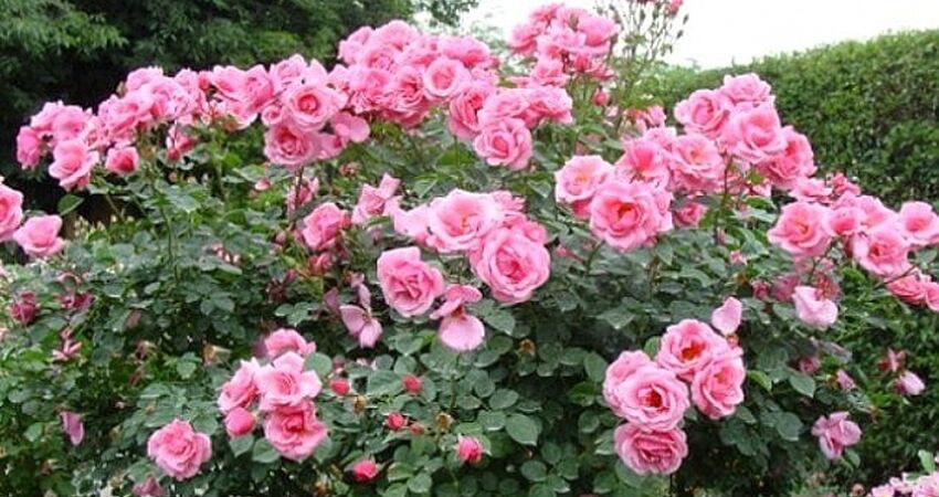 Isparta Gül Bahçeleri - Sagalassos Antik Kenti